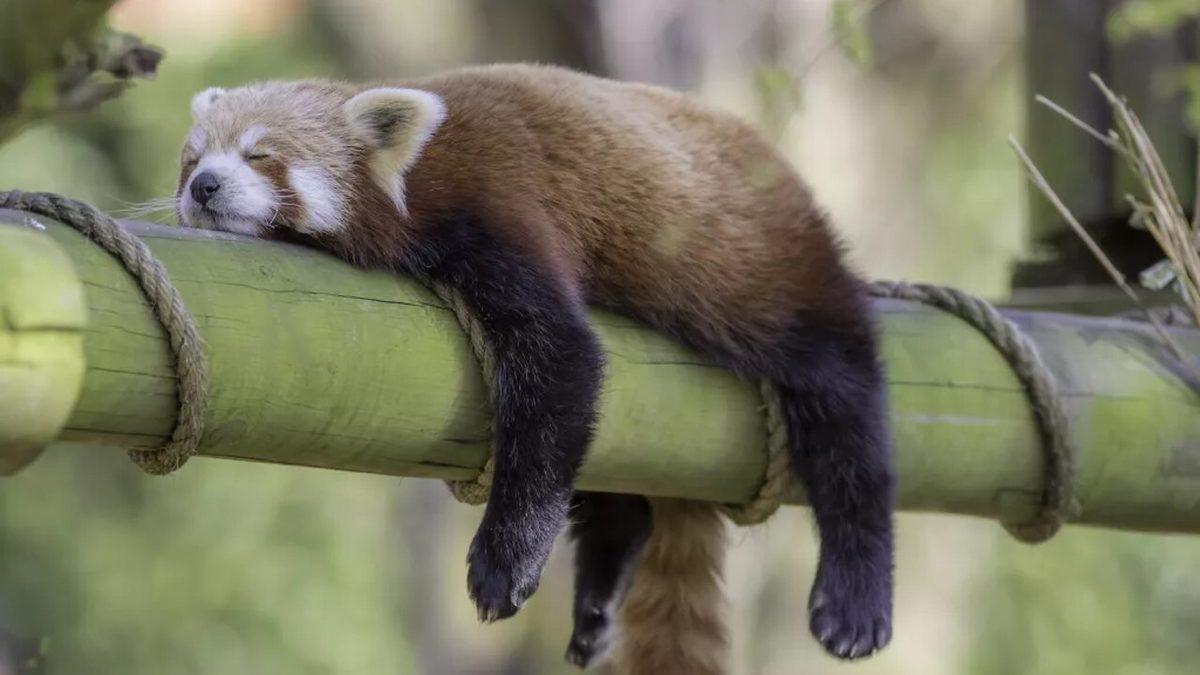 Gözüne Uyku Girmeyenleri Görünce Uykuya Özendirecek 12 Uyuyan Hayvan Fotoğrafı