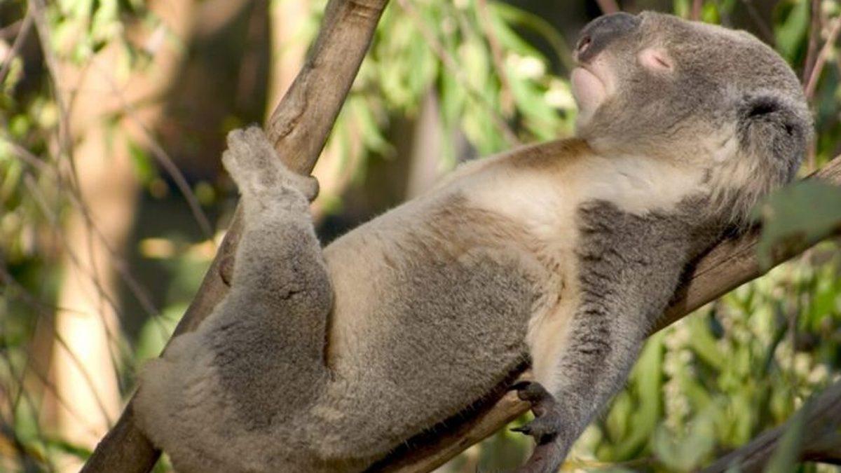 Gözüne Uyku Girmeyenleri Görünce Uykuya Özendirecek 12 Uyuyan Hayvan Fotoğrafı