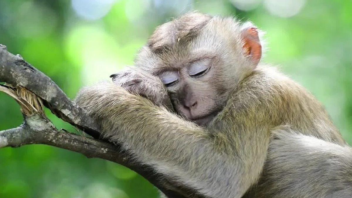 Gözüne Uyku Girmeyenleri Görünce Uykuya Özendirecek 12 Uyuyan Hayvan Fotoğrafı