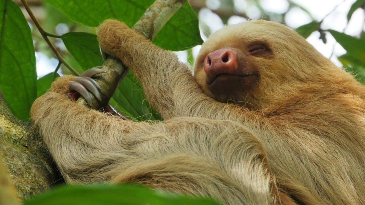 Gözüne Uyku Girmeyenleri Görünce Uykuya Özendirecek 12 Uyuyan Hayvan Fotoğrafı