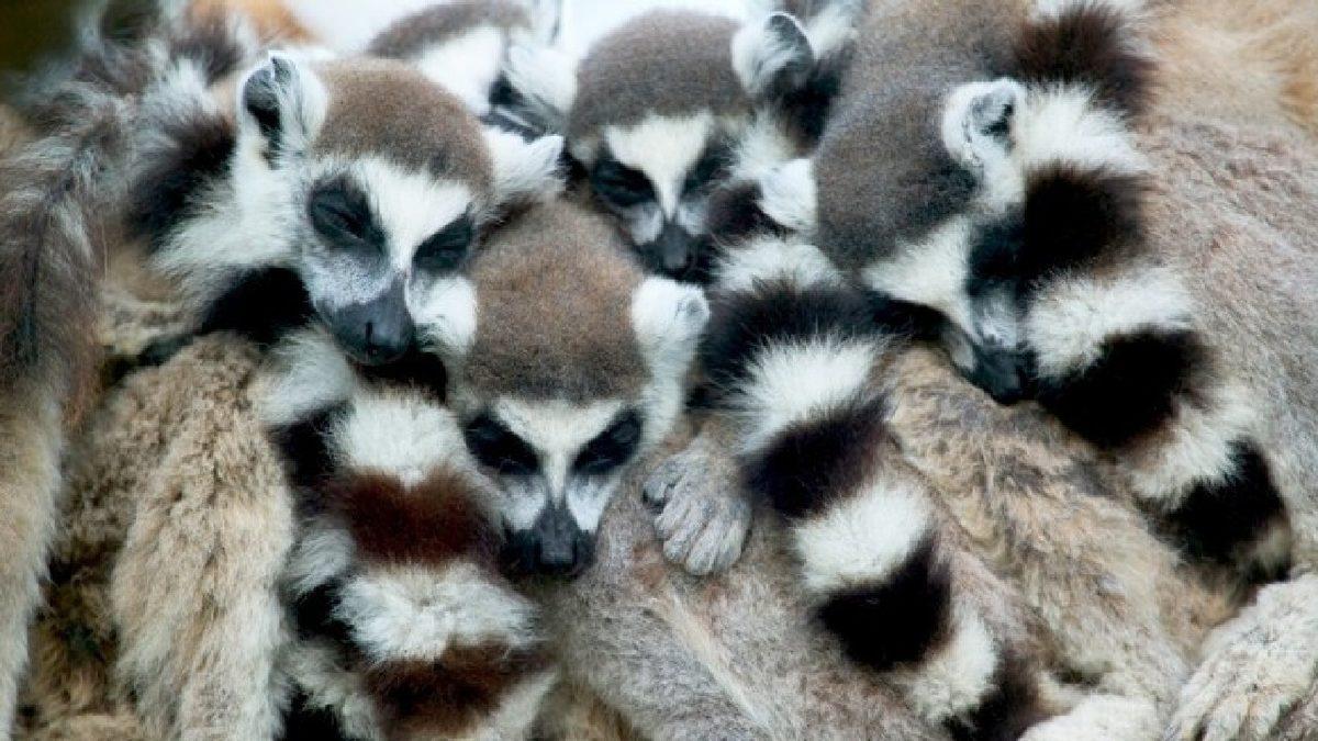 Gözüne Uyku Girmeyenleri Görünce Uykuya Özendirecek 12 Uyuyan Hayvan Fotoğrafı