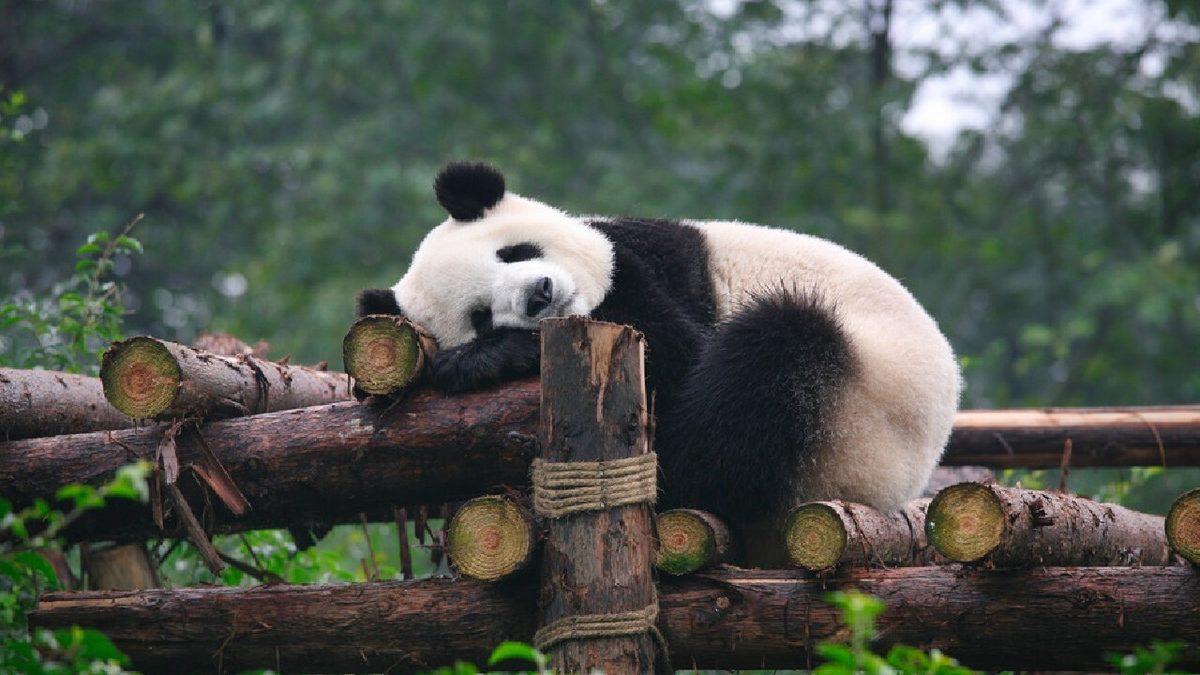 Gözüne Uyku Girmeyenleri Görünce Uykuya Özendirecek 12 Uyuyan Hayvan Fotoğrafı