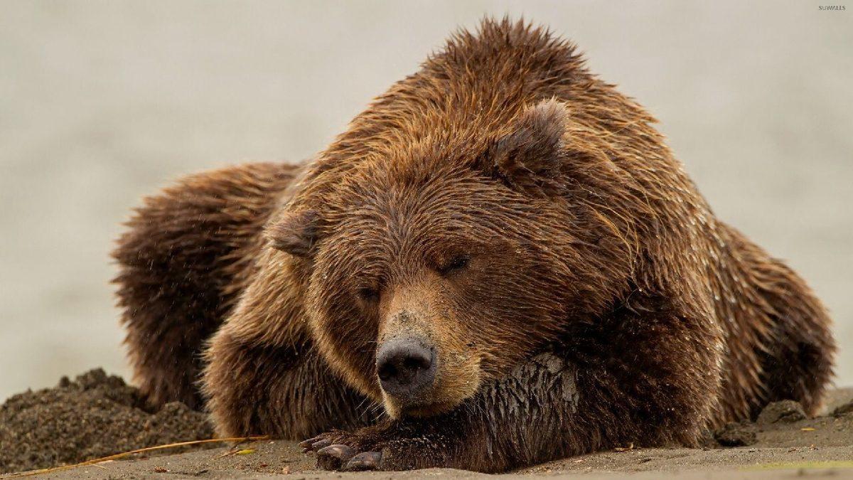Gözüne Uyku Girmeyenleri Görünce Uykuya Özendirecek 12 Uyuyan Hayvan Fotoğrafı