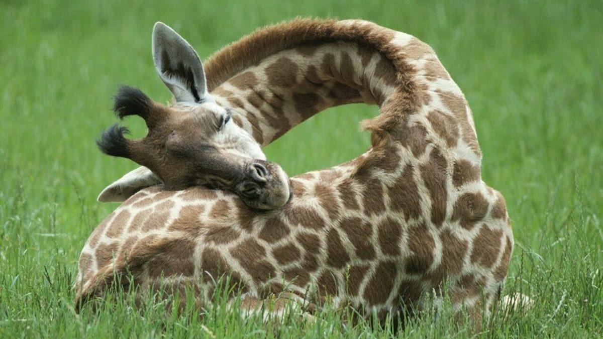 Gözüne Uyku Girmeyenleri Görünce Uykuya Özendirecek 12 Uyuyan Hayvan Fotoğrafı