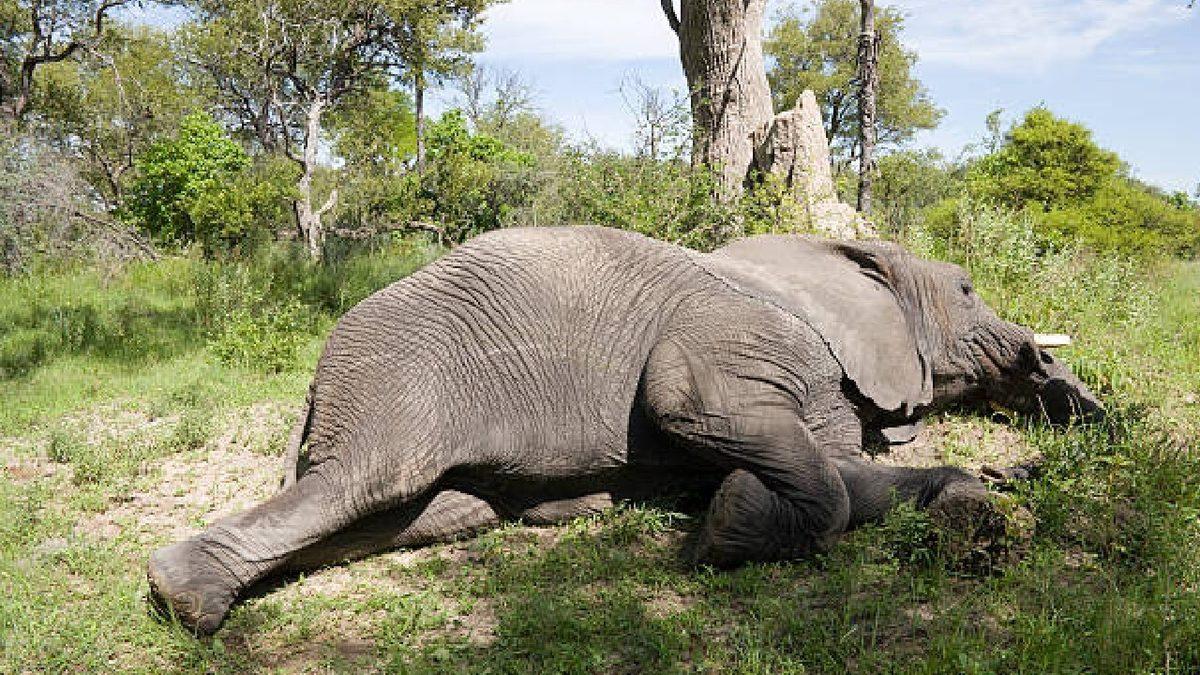 Gözüne Uyku Girmeyenleri Görünce Uykuya Özendirecek 12 Uyuyan Hayvan Fotoğrafı