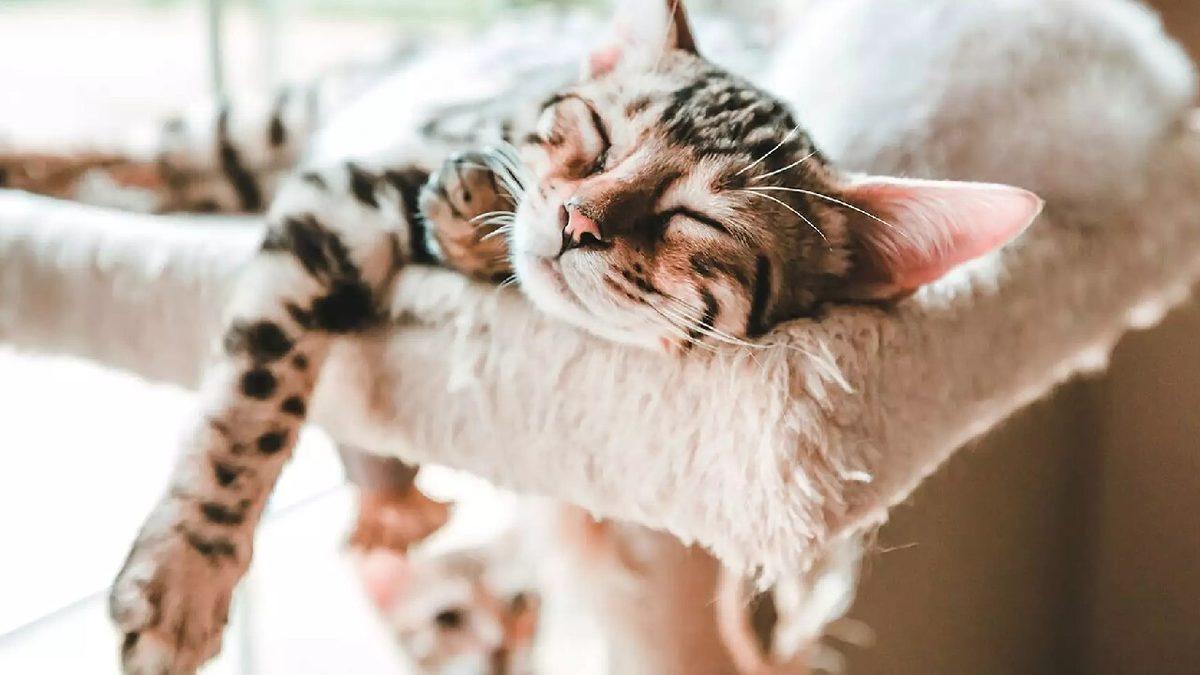 Gözüne Uyku Girmeyenleri Görünce Uykuya Özendirecek 12 Uyuyan Hayvan Fotoğrafı