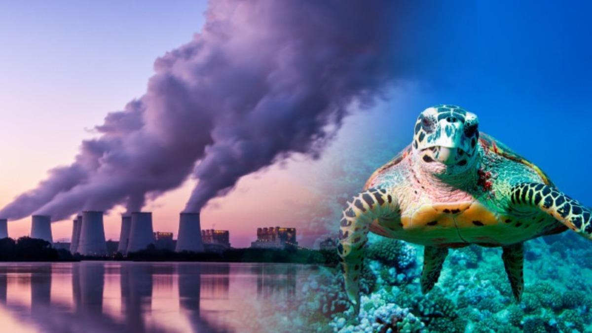 Okyanus Yaşamı, Dinozorları Yok Eden Felaketten Bu Yana En Kötü Kitlesel Yok Oluşun Eşiğinde (Bu Sefer Sebep Devasa Bir Göktaşı Değil, Biziz)