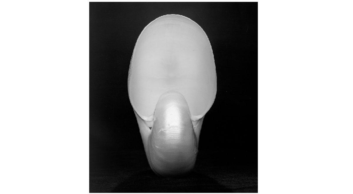 Bir Fotoğrafa 6.5 Milyon Dolar Verilir mi? Lamborghini Fiyatlarına Kafa Tutacak Kadar Pahalı Olan 20 Fotoğraf