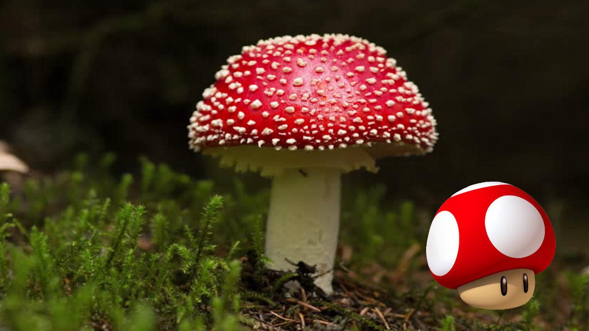 Super Mario’nun Yediği Mantarların Gizemini Öğrenince Oyuna Olan Bakış Açınız Tamamen Değişecek