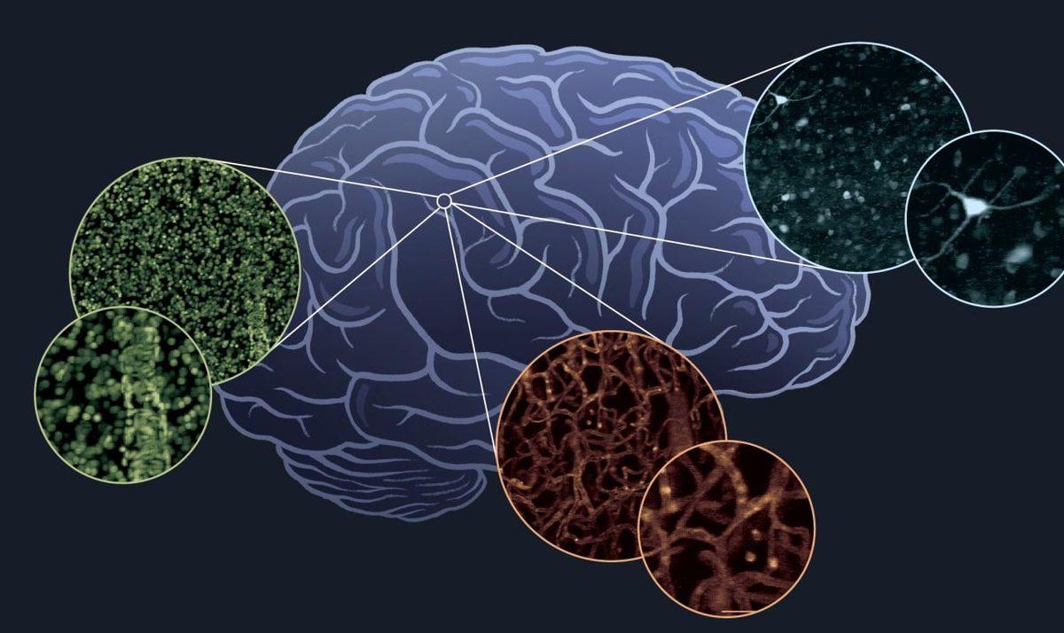 Beynin ’Google Earth’ Gibi Detaylı Haritası Çıkarılacak: İnsan Beyni, Daha Önce Hiç Olmadığı Kadar Detaylı İncelenecek