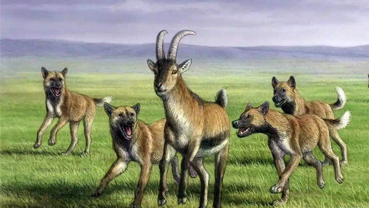 Köpekler Neden Araba, Motosiklet Gibi Araçları Kovalayıp Havlar?