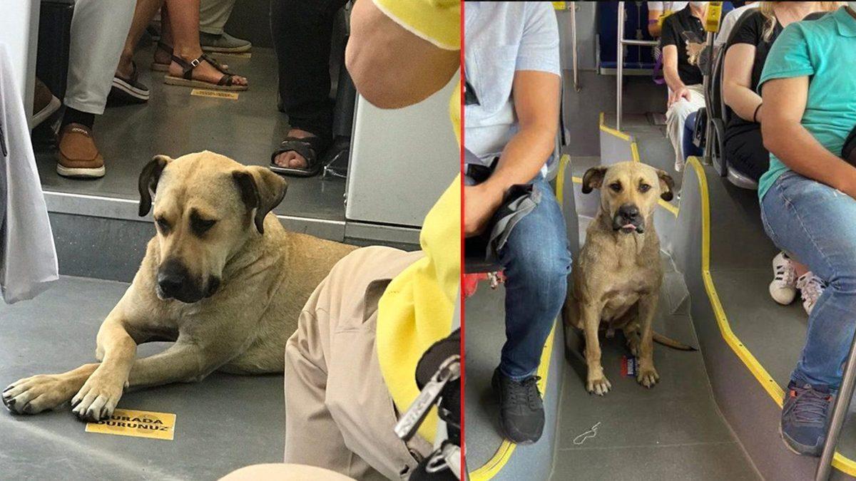 Köpekler Neden Araba, Motosiklet Gibi Araçları Kovalayıp Havlar?