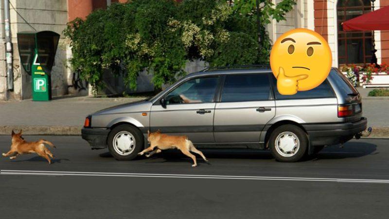 Köpekler Neden Araba, Motosiklet Gibi Araçları Kovalayıp Havlar?