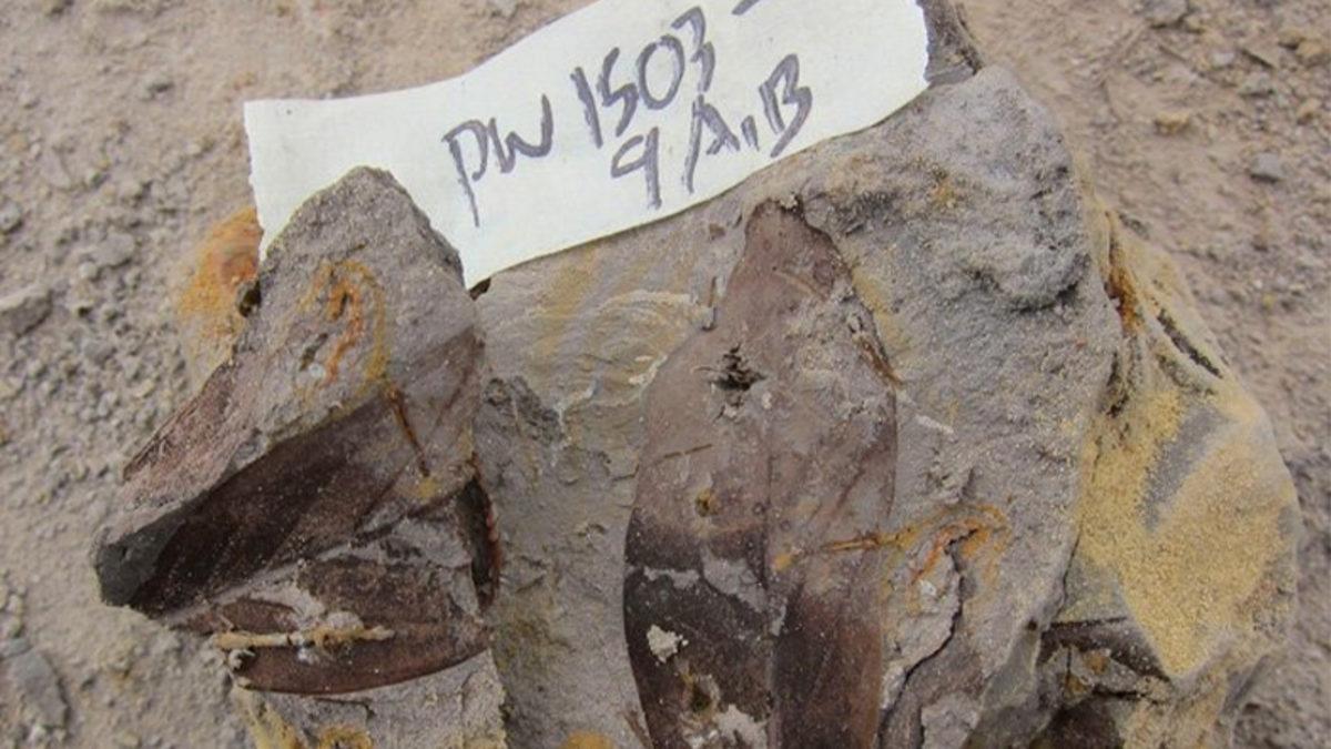 Borneo’da Bulunan Fosil Yaprakları Sayesinde, 4 Milyon Yıllık Orman Açığa Çıktı