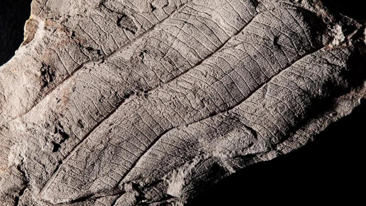 Borneo’da Bulunan Fosil Yaprakları Sayesinde, 4 Milyon Yıllık Orman Açığa Çıktı