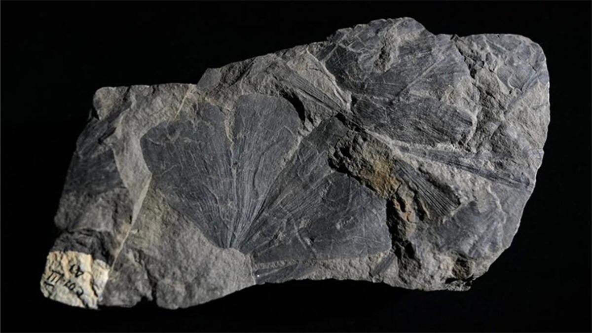 Borneo’da Bulunan Fosil Yaprakları Sayesinde, 4 Milyon Yıllık Orman Açığa Çıktı