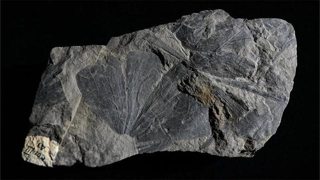 Borneo’da Bulunan Fosil Yaprakları Sayesinde, 4 Milyon Yıllık Orman Açığa Çıktı