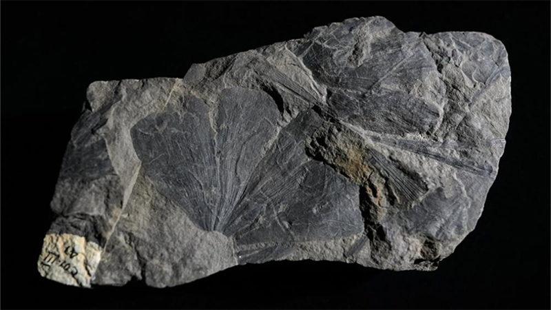 Borneo’da Bulunan Fosil Yaprakları Sayesinde, 4 Milyon Yıllık Orman Açığa Çıktı