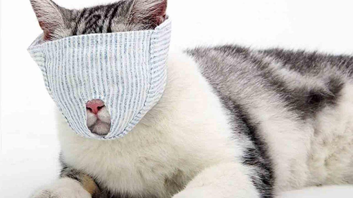 Aliexpress’te Görüp Görebileceğiniz En Garip 15 Ürün (Bazılarının Neden Üretildiği Bile Belirsiz)