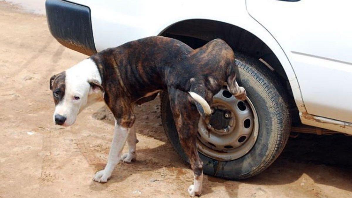 Köpekler Neden Özellikle Araba Lastiklerine Koku Bırakmayı Tercih Eder?