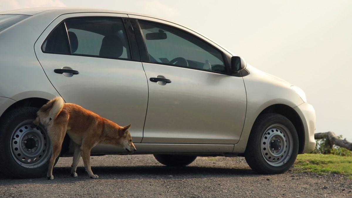Köpekler Neden Özellikle Araba Lastiklerine Koku Bırakmayı Tercih Eder?