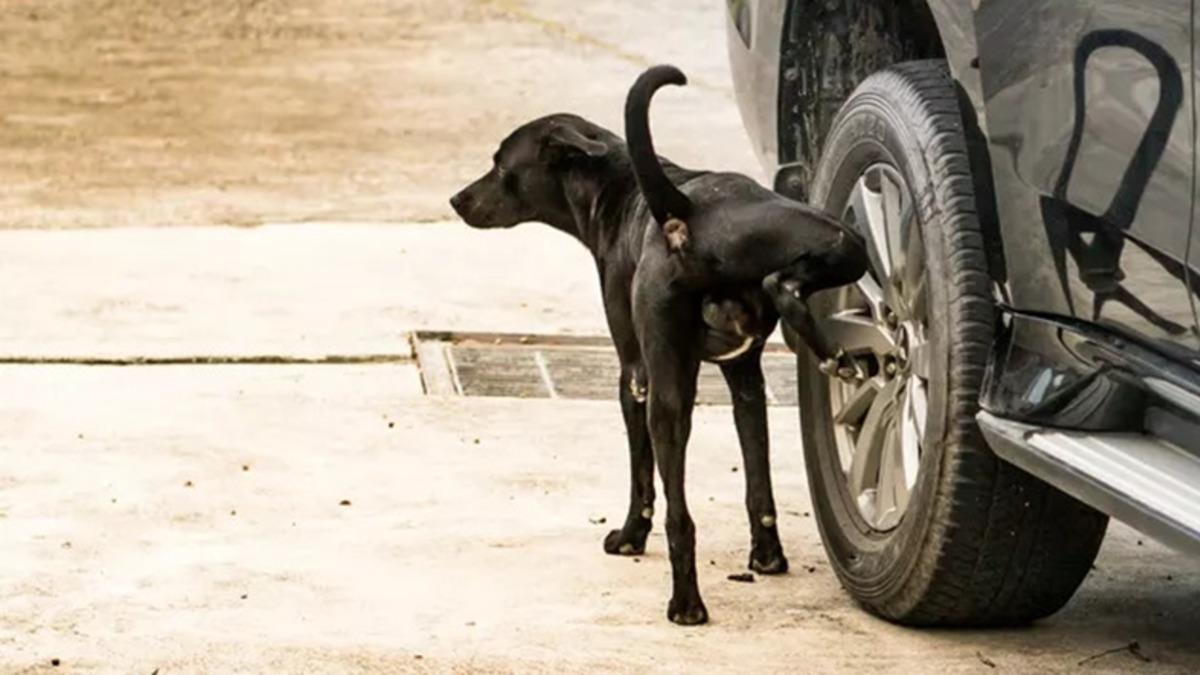 Köpekler Neden Özellikle Araba Lastiklerine Koku Bırakmayı Tercih Eder?