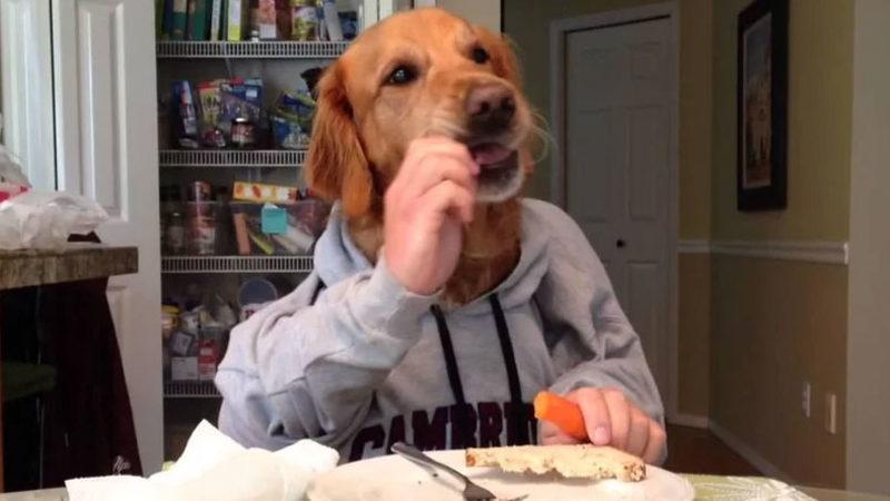 Köpeklerin Günde Kaç Kez Beslenmesi Gerektiğine Dair Tüm Tavsiyeleri Yıkan Araştırma