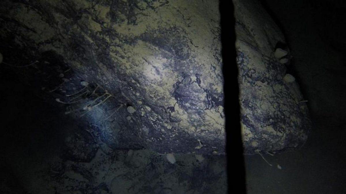 Antarktika’da, Buzların 900 Metre Altında Yaşayan Canlılar Bulundu