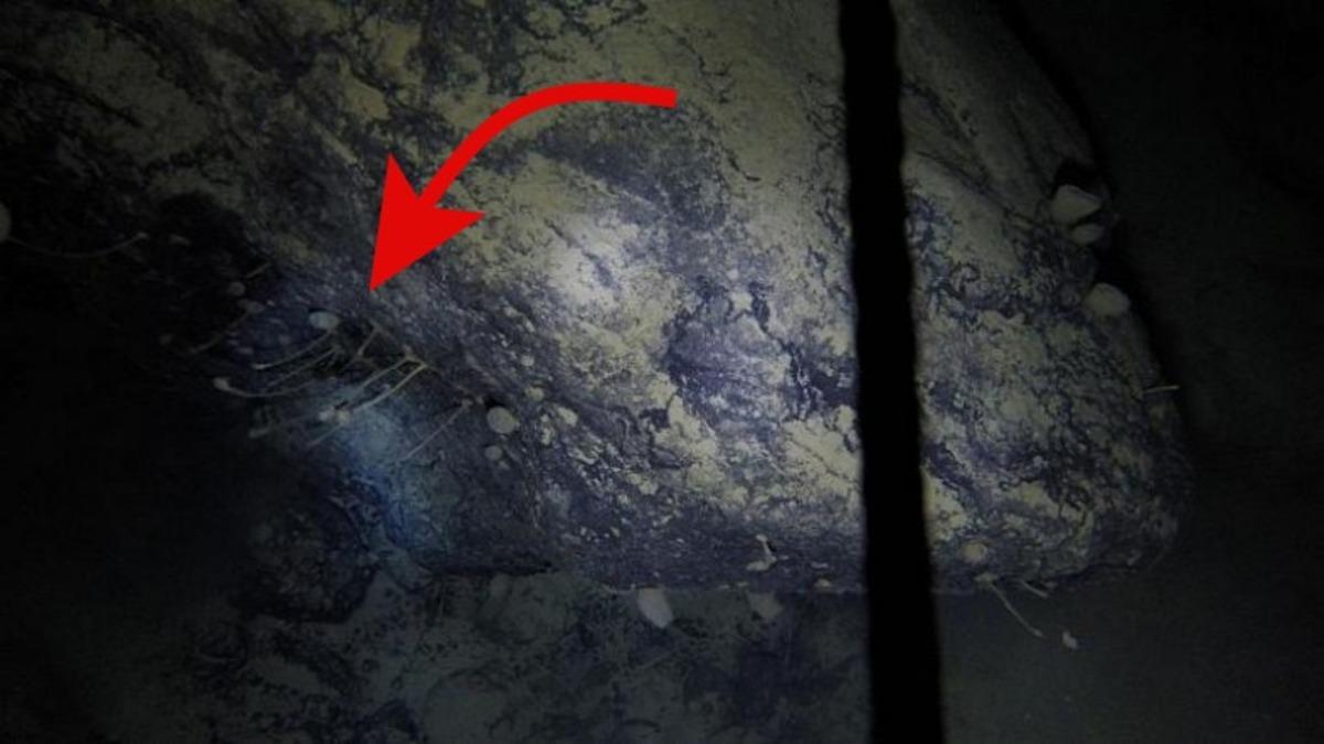 Antarktika’da, Buzların 900 Metre Altında Yaşayan Canlılar Bulundu