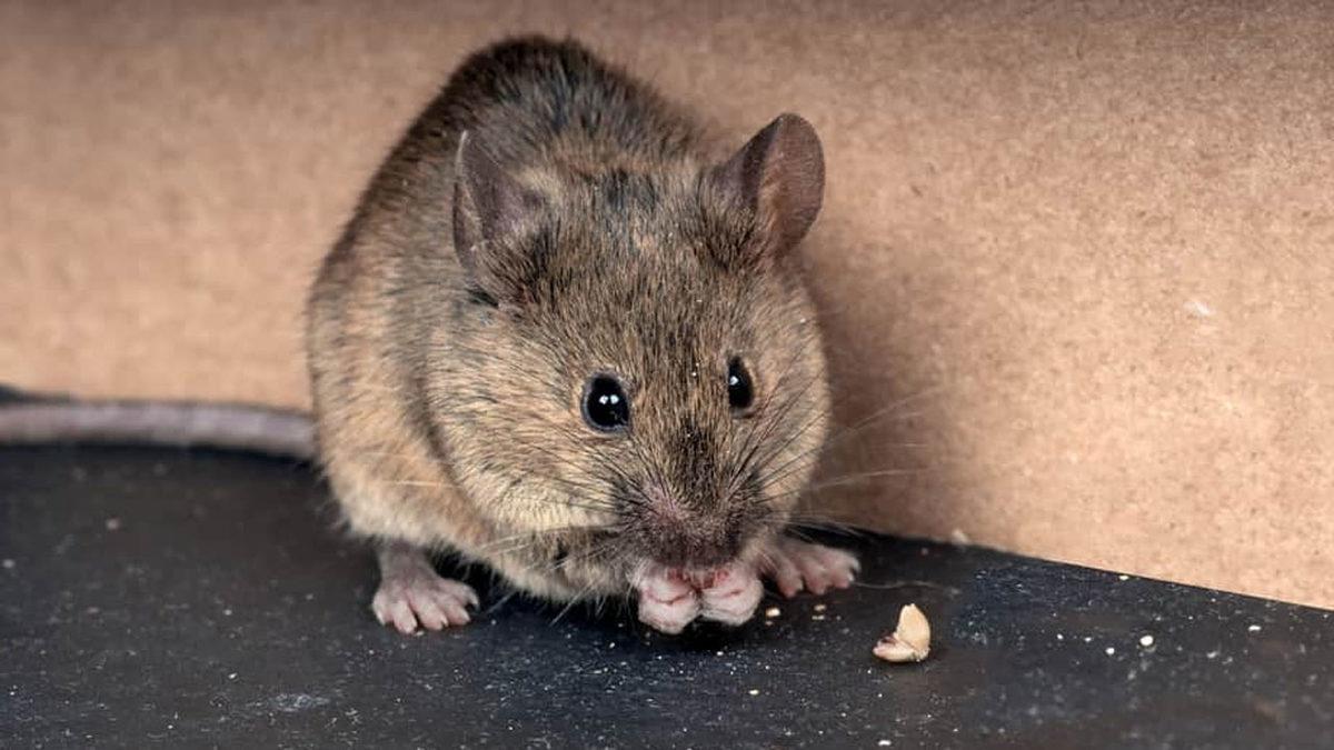 Dışkıdaki Bakterilerin Yaşlanmanın Etkilerini Tersine Çevirebileceği Keşfedildi