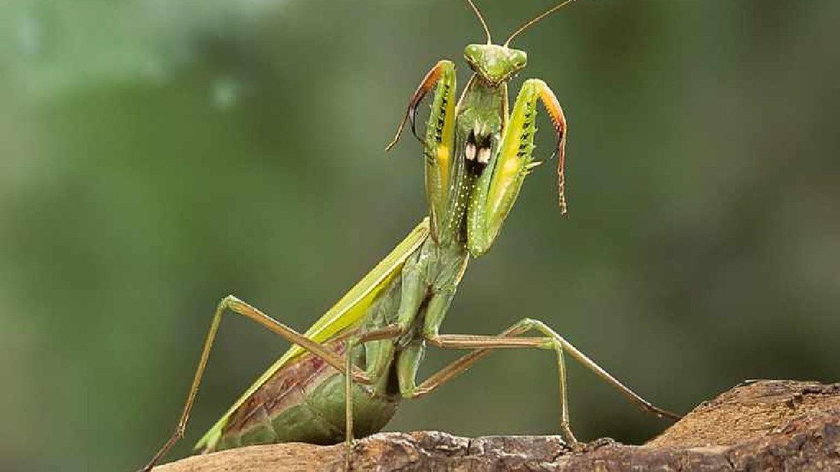Dişi Peygamberdeveleri Neden Çiftleştikten Sonra Erkeğini Yiyor? İşte Bilime Göre Sebebi