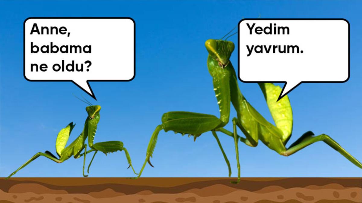 Dişi Peygamberdeveleri Neden Çiftleştikten Sonra Erkeğini Yiyor? İşte Bilime Göre Sebebi