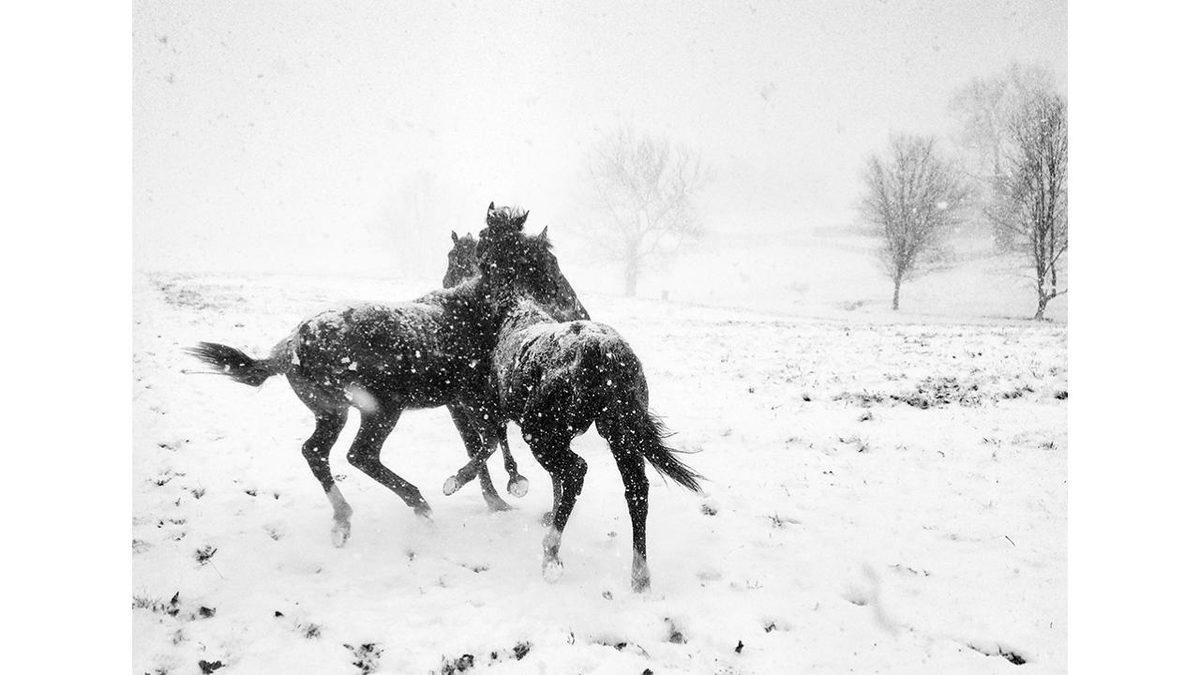 10. Mobil Fotoğrafçılık Ödülleri'nin Kazananları Açıklandı 5 10. Mobil Fotoğrafçılık Ödülleri’nin Profesyonelleri Kıskandıracak Kazananları Belli Oldu