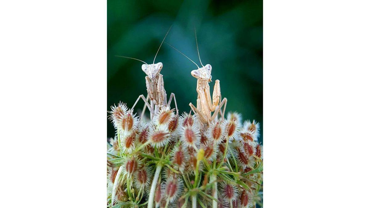 10. Mobil Fotoğrafçılık Ödülleri'nin Kazananları Açıklandı 9 10. Mobil Fotoğrafçılık Ödülleri’nin Profesyonelleri Kıskandıracak Kazananları Belli Oldu