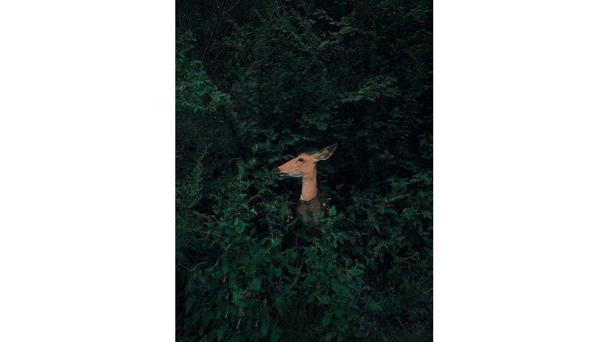 10. Mobil Fotoğrafçılık Ödülleri'nin Kazananları Açıklandı 10 10. Mobil Fotoğrafçılık Ödülleri’nin Profesyonelleri Kıskandıracak Kazananları Belli Oldu