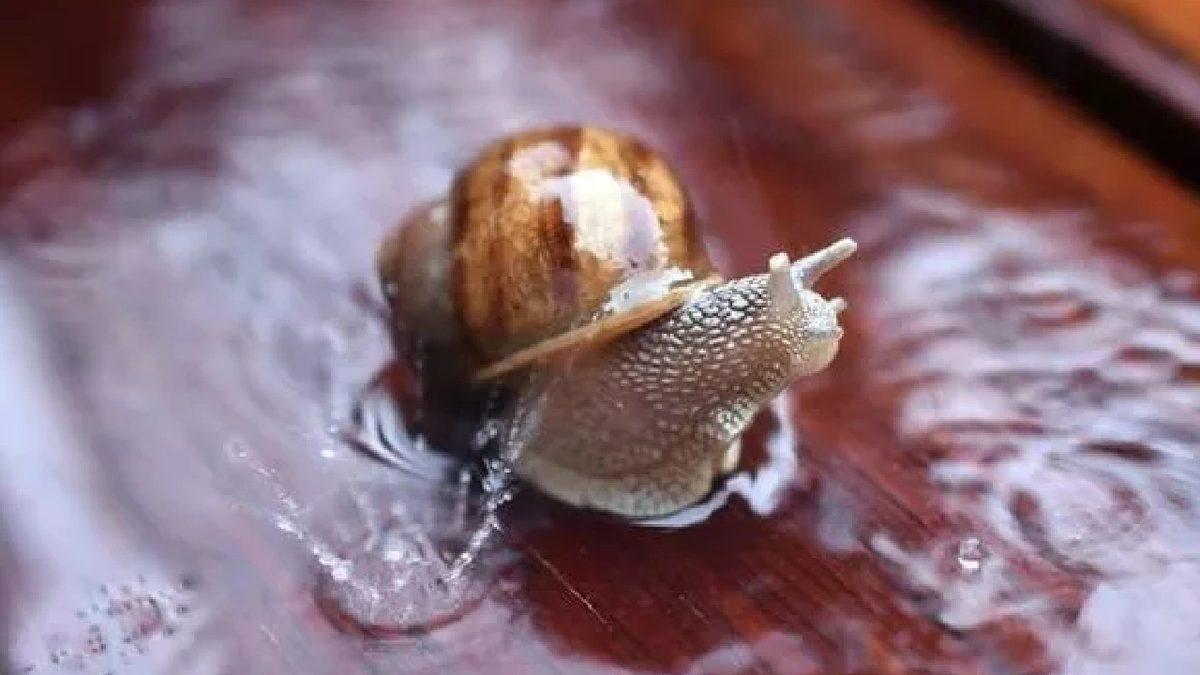 Salyangozlar Yağmur Yağdığında Neden Dışarı Çıkar?