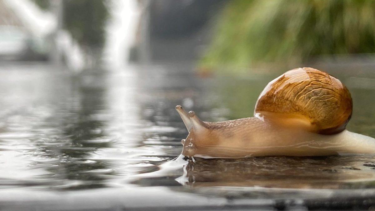 Salyangozlar Yağmur Yağdığında Neden Dışarı Çıkar?