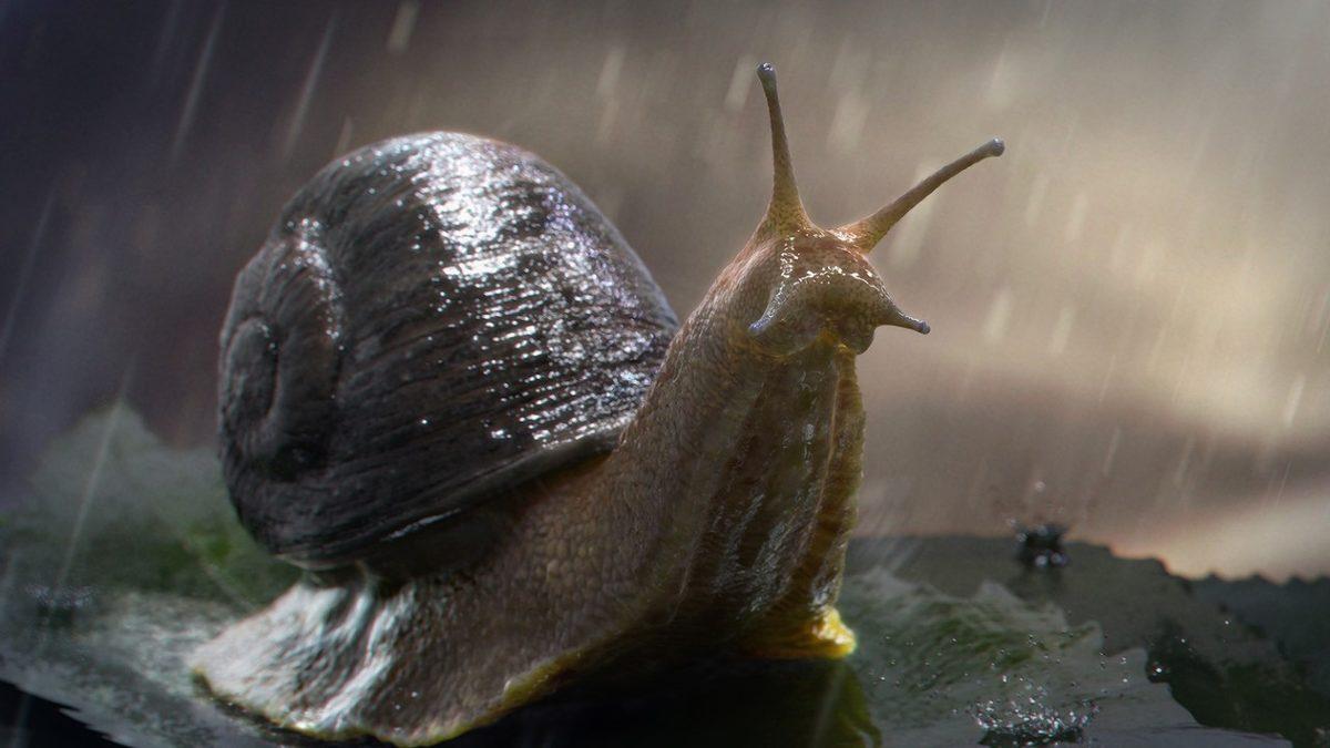 Salyangozlar Yağmur Yağdığında Neden Dışarı Çıkar?