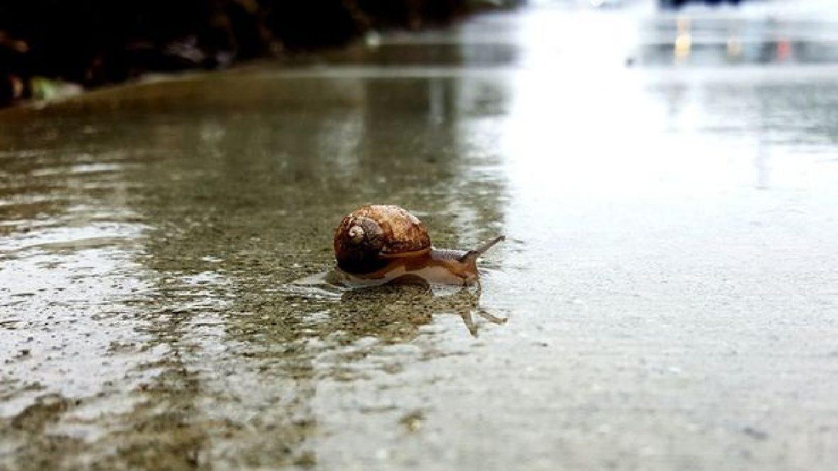 Salyangozlar Yağmur Yağdığında Neden Dışarı Çıkar?