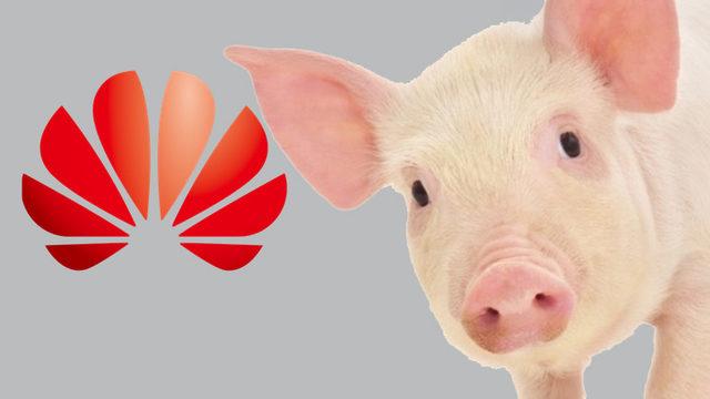 Huawei’den Şaşırtan Yeni Atılım: Domuz Çiftlikleri İçin Yapay Zeka Destekli Teknoloji