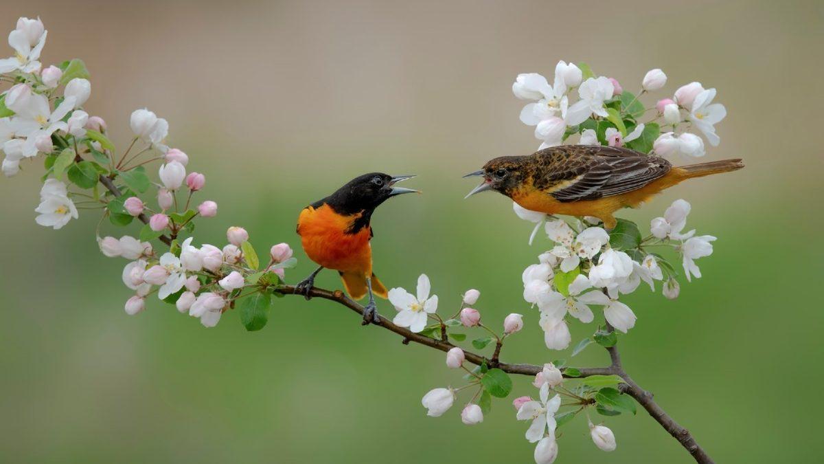 Gökyüzünün Hakimleri ’Kuşlar’ Yok Olma Tehlikesi ile Karşı Karşıya: Bunun da Sebebi Biziz!