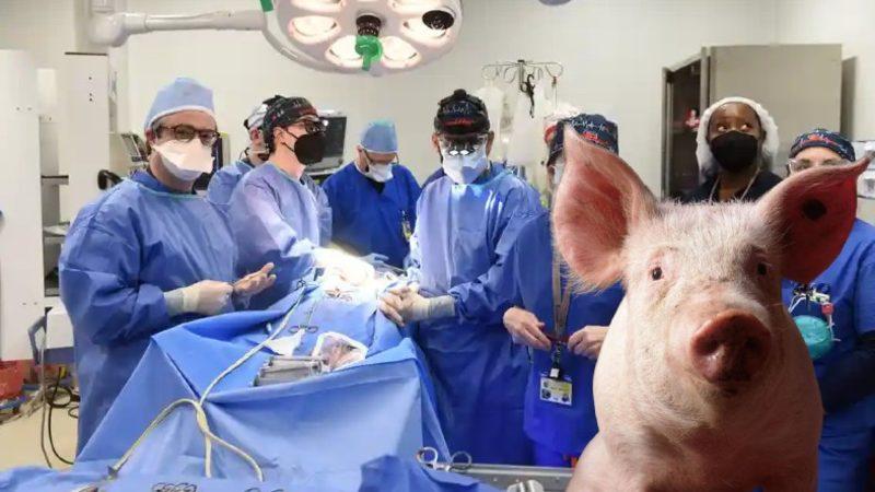 Tarihte Domuz Kalbi Nakledilen İlk İnsanın Ölüm Sebebinin ’Domuzlarda Rastlanan Bir Virüs’ Olabileceği Açıklandı