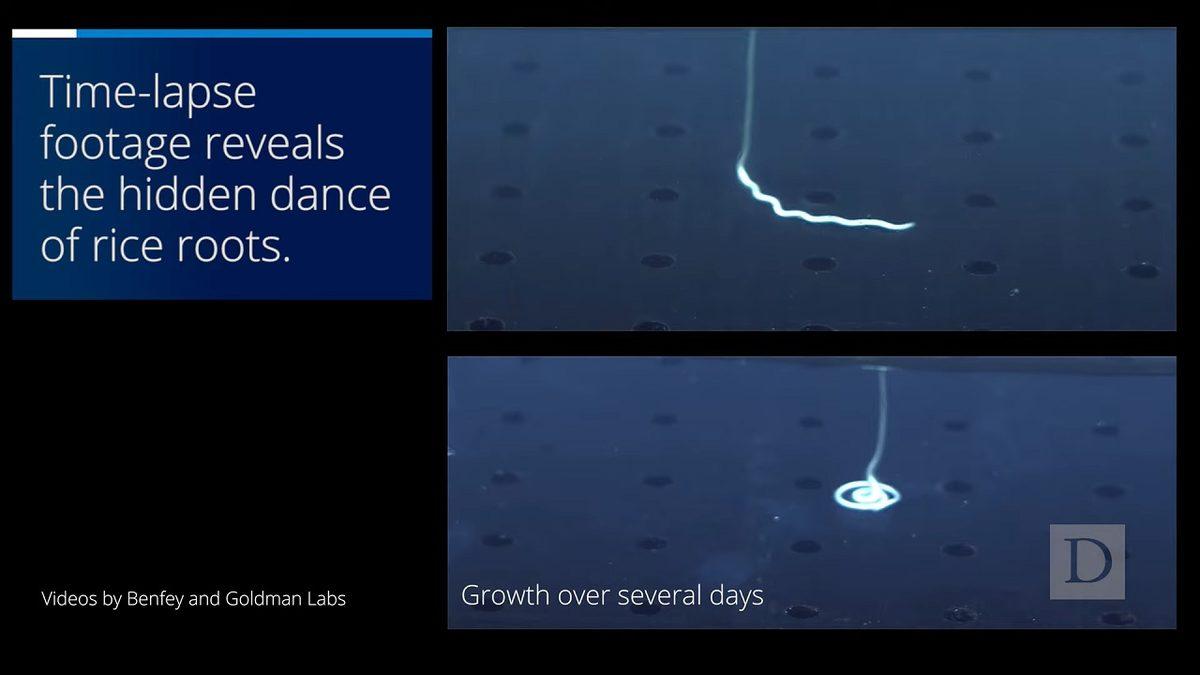 Araştırmacılar, Bitki Köklerinin Toprağa Nasıl Kazındığını Kaydettiler: Görüntüler Muazzam