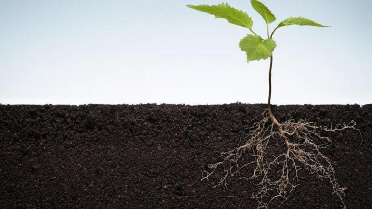 Araştırmacılar, Bitki Köklerinin Toprağa Nasıl Kazındığını Kaydettiler: Görüntüler Muazzam