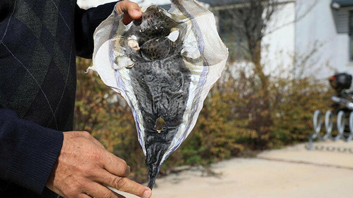 Kuyruğuna 5 TL Ödenen Balon Balığı İçin Yeni Öneri: Derisinden Cüzdan Yapılsın