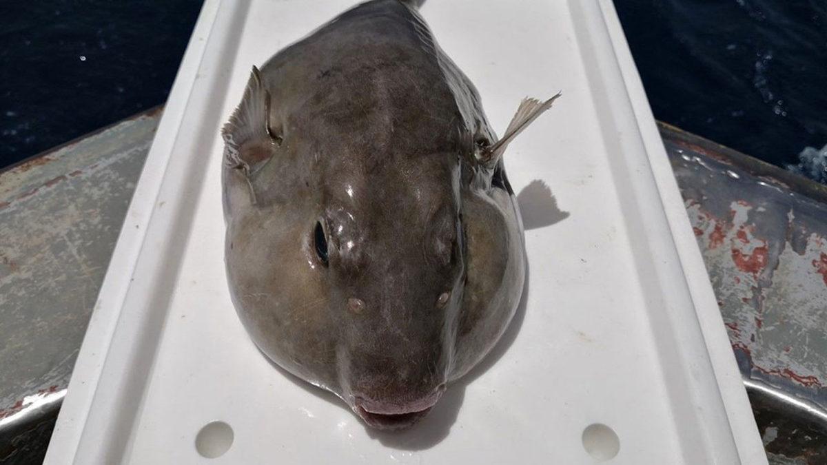 Kuyruğuna 5 TL Ödenen Balon Balığı İçin Yeni Öneri: Derisinden Cüzdan Yapılsın