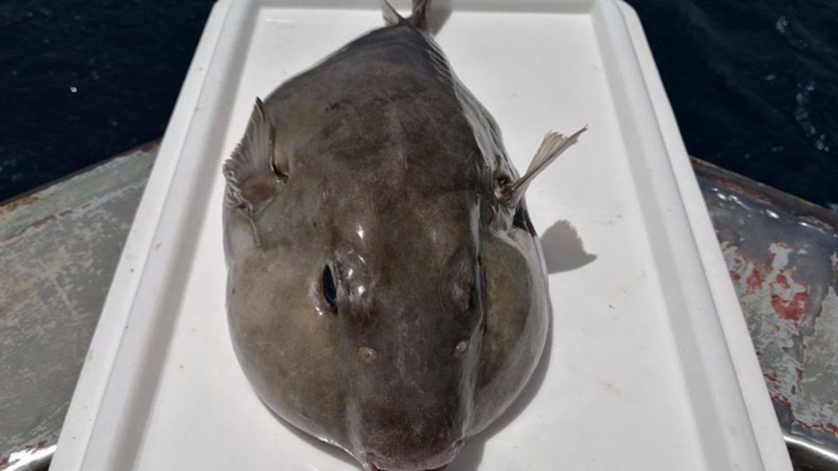 Kuyruğuna 5 TL Ödenen Balon Balığı İçin Yeni Öneri: Derisinden Cüzdan Yapılsın