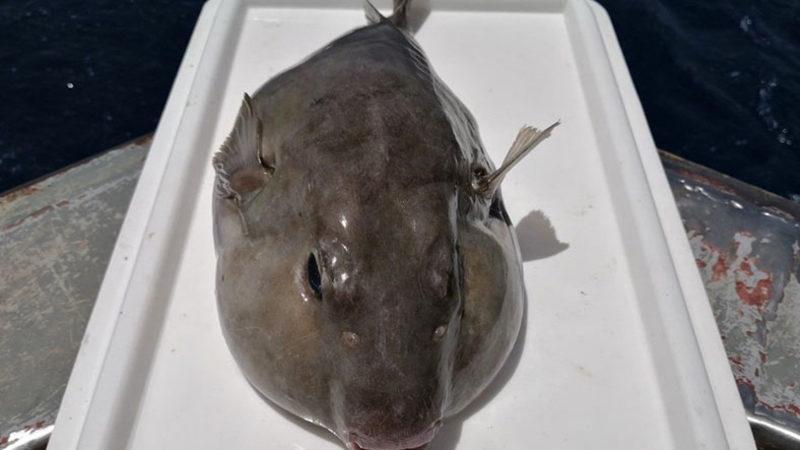 Kuyruğuna 5 TL Ödenen Balon Balığı İçin Yeni Öneri: Derisinden Cüzdan Yapılsın