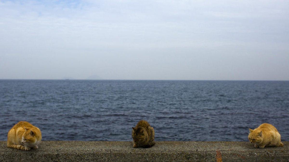 İnsandan 6 Kat Fazla Kedinin Yaşadığı Dünyanın En ’Sevimli’ Adası: Aoshima
