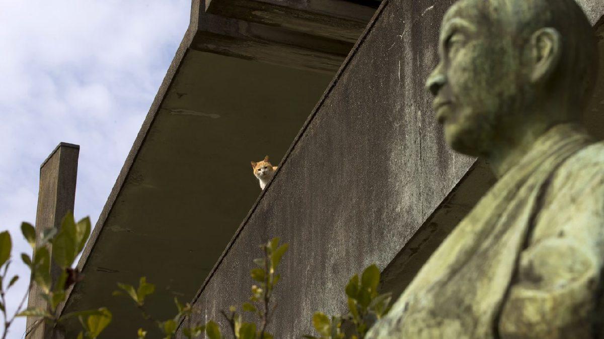 İnsandan 6 Kat Fazla Kedinin Yaşadığı Dünyanın En ’Sevimli’ Adası: Aoshima